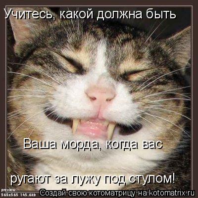 Учитесь, какой должна быть Ваша морда, когда вас ругают за лужу под стулом!... Котоматрица: Учитесь, какой должна быть Ваша морда, когда вас ругают за лужу под стулом!