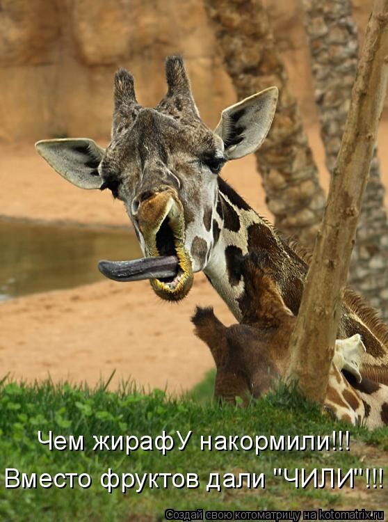 Чем жирафУ накормили!!! Вместо фруктов дали "ЧИЛИ"!!!... Котоматрица: Чем жирафУ накормили!!! Вместо фруктов дали "ЧИЛИ"!!!