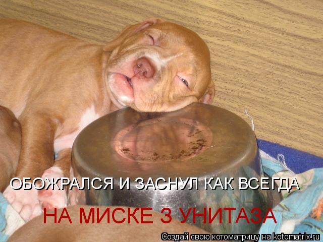 ОБОЖРАЛСЯ И ЗАСНУЛ КАК ВСЕГДА НА МИСКЕ З УНИТАЗА... Котоматрица: ОБОЖРАЛСЯ И ЗАСНУЛ КАК ВСЕГДА НА МИСКЕ З УНИТАЗА