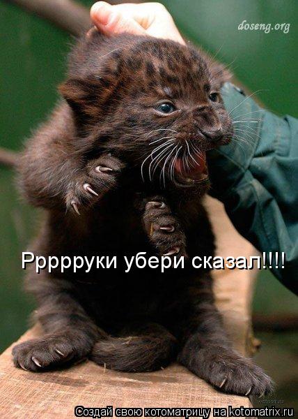 Ррррруки убери сказал!!!!... Котоматрица: Ррррруки убери сказал!!!!