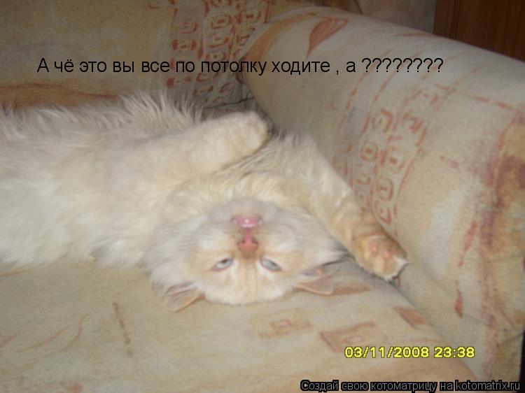 А чё это вы все по потолку ходите , а ????????... Котоматрица: А чё это вы все по потолку ходите , а ????????