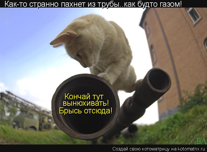 Как-то странно пахнет из трубы..как будто газом! Кончай тут вынюхивать! Брысь отсюда!... Котоматрица: Как-то странно пахнет из трубы..как будто газом! Кончай тут вынюхивать! Брысь отсюда!