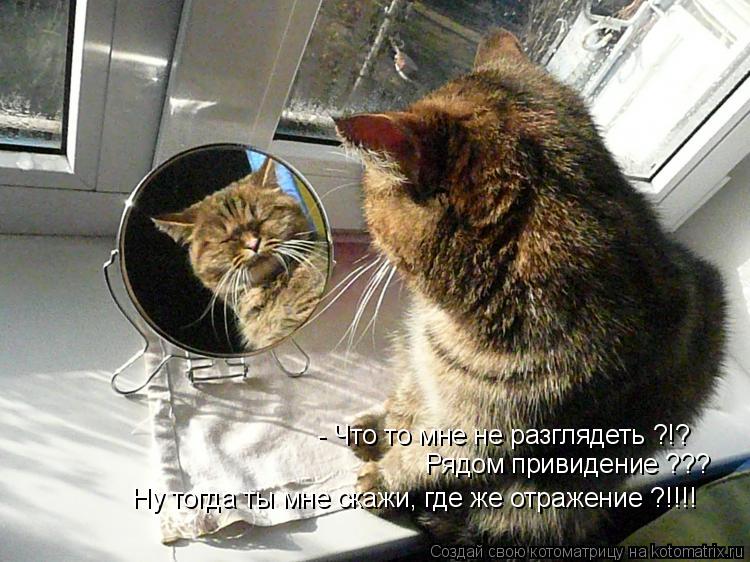 - Что то мне не разглядеть ?!? Ну тогда ты мне скажи, где же отражение ?!!!! Рядом привидение ???... Котоматрица: - Что то мне не разглядеть ?!? Ну тогда ты мне скажи, где же отражение ?!!!! Рядом привидение ???