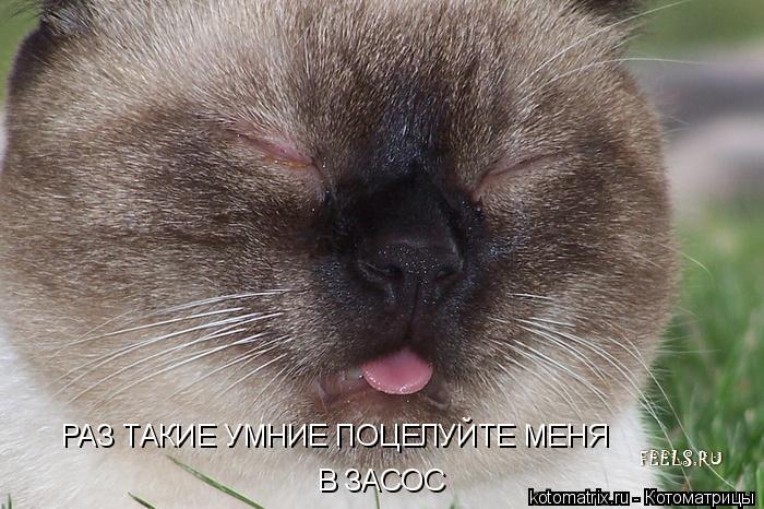 РАЗ ТАКИЕ УМНИЕ ПОЦЕЛУЙТЕ МЕНЯ В ЗАСОС... Котоматрица: РАЗ ТАКИЕ УМНИЕ ПОЦЕЛУЙТЕ МЕНЯ В ЗАСОС