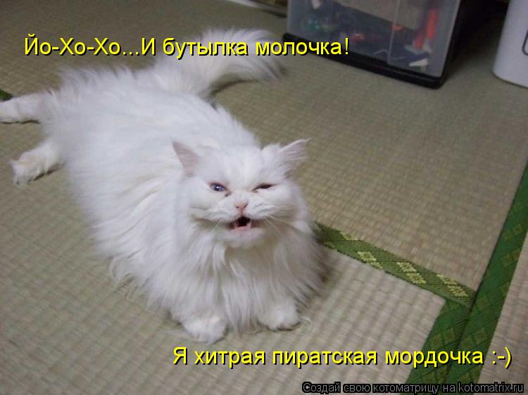 Йо-Хо-Хо...И бутылка молочка! Я хитрая пиратская мордочка :-)... Котоматрица: Йо-Хо-Хо...И бутылка молочка! Я хитрая пиратская мордочка :-)