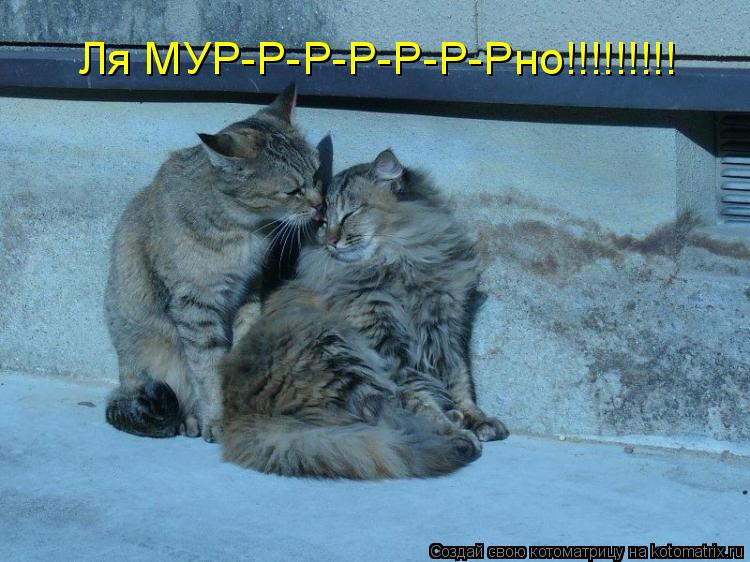 Ля МУР-Р-Р-Р-Р-Р-Рно!!!!!!!!!... Котоматрица: Ля МУР-Р-Р-Р-Р-Р-Рно!!!!!!!!!
