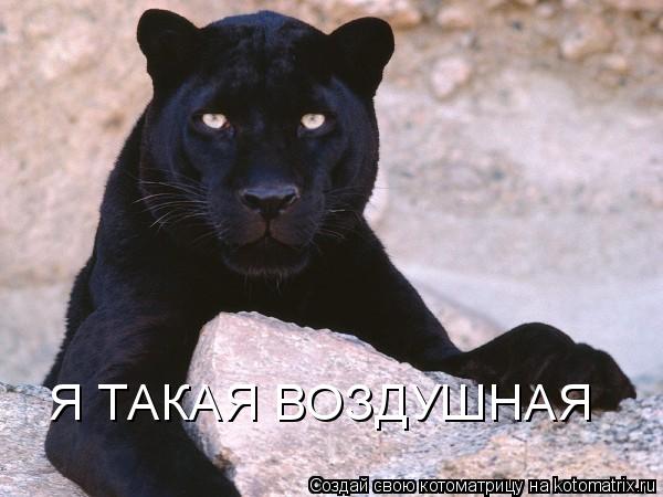 Я ТАКАЯ ВОЗДУШНАЯ... Котоматрица: Я ТАКАЯ ВОЗДУШНАЯ