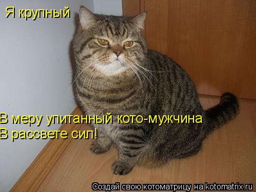 Я крупный В меру упитанный кото-мужчина В рассвете сил!... Котоматрица: Я крупный В меру упитанный кото-мужчина В рассвете сил!