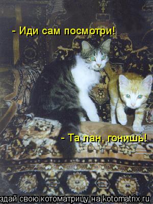 - Та лан, гонишь! - Иди сам посмотри!... Котоматрица: - Та лан, гонишь! - Иди сам посмотри!