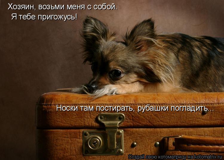Хозяин, возьми меня с собой. Я тебе пригожусь! Носки там постирать, рубашки погладить...... Котоматрица: Хозяин, возьми меня с собой. Я тебе пригожусь! Носки там постирать, рубашки погладить...