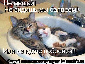 Не мешай! Не видишь,мы балдеем! Иди на кухне побрейся!!!... Котоматрица: Не мешай! Не видишь,мы балдеем! Иди на кухне побрейся!!!