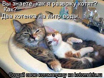 Вы знаете, как я развожу котят? Как? Два котенка на литр воды.... Котоматрица: Вы знаете, как я развожу котят? Как? Два котенка на литр воды.