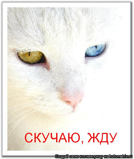 СКУЧАЮ, ЖДУ... Котоматрица: СКУЧАЮ, ЖДУ
