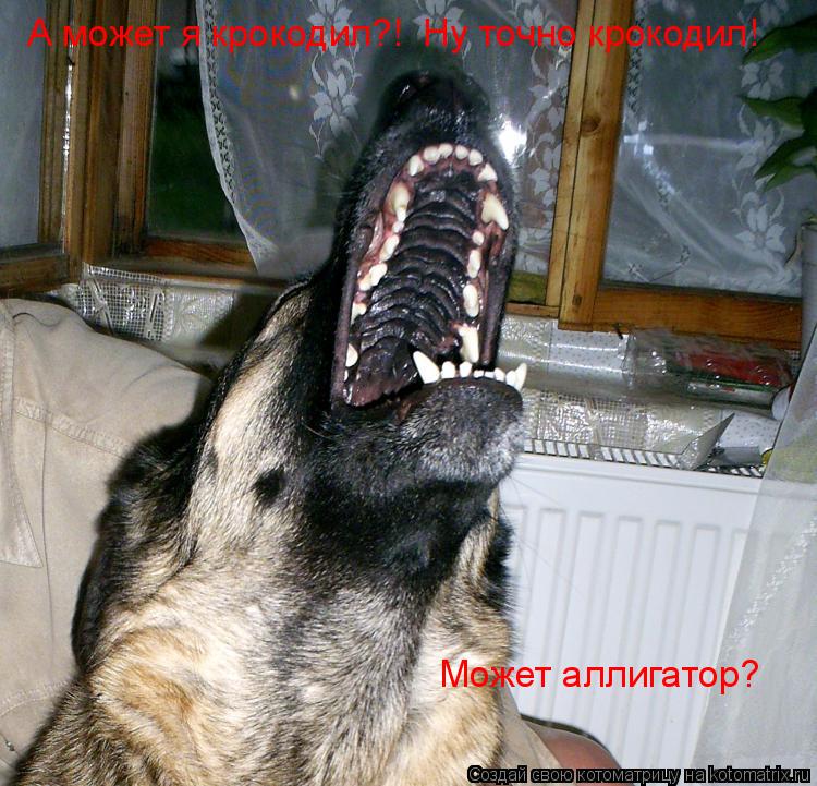 А может я крокодил?! Ну точно крокодил! Может аллигатор?... Котоматрица: А может я крокодил?! Ну точно крокодил! Может аллигатор?