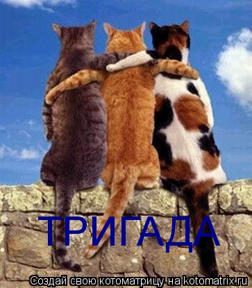 ТРИГАДА... Котоматрица: ТРИГАДА