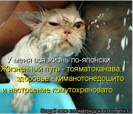 У меня вся жизнь по-японски. Жизненный путь - тояматоканава, здоровье - киманотонедошито и настрое... Котоматрица: У меня вся жизнь по-японски. Жизненный путь - тояматоканава, здоровье - киманотонедошито и настроение комутохреновато.