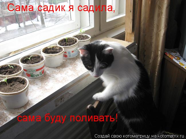 Сама садик я садила, сама буду поливать!... Котоматрица: Сама садик я садила, сама буду поливать!