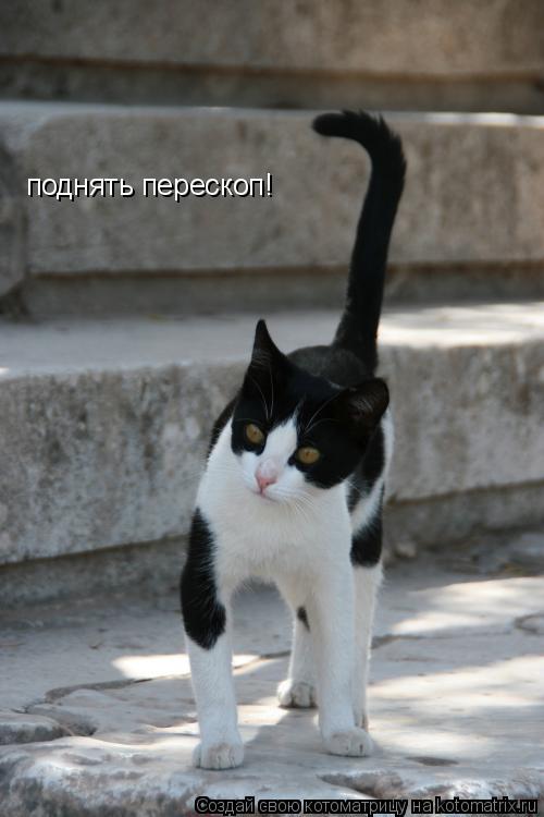 поднять перескоп!... Котоматрица: поднять перескоп!