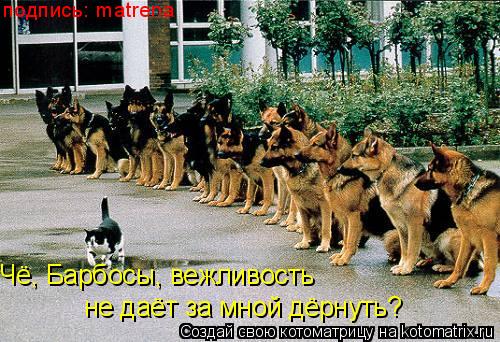 Чё, Барбосы, вежливость не даёт за мной дёрнуть? подпись: matrena... Котоматрица: Чё, Барбосы, вежливость не даёт за мной дёрнуть? подпись: matrena