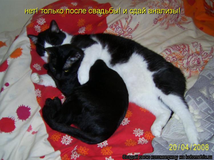 нет! только после свадьбы! и сдай анализы!... Котоматрица: нет! только после свадьбы! и сдай анализы!