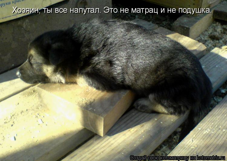 Хозяин, ты все напутал. Это не матрац и не подушка.... Котоматрица: Хозяин, ты все напутал. Это не матрац и не подушка.