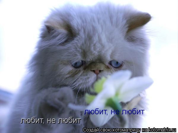 любит, не любит любит, не любит... Котоматрица: любит, не любит любит, не любит