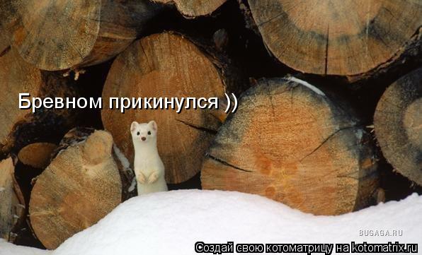 Бревном прикинулся ))... Котоматрица: Бревном прикинулся ))
