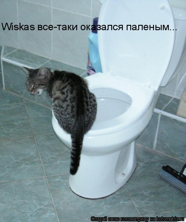 Wiskas все-таки оказался паленым...... Котоматрица: Wiskas все-таки оказался паленым...