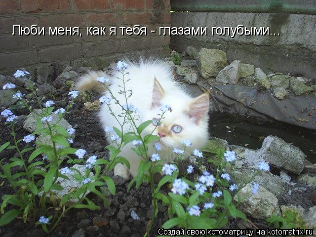 Люби меня, как я тебя - глазами голубыми...... Котоматрица: Люби меня, как я тебя - глазами голубыми...