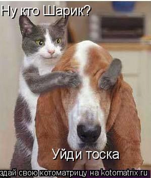 Ну кто Шарик? Уйди тоска... Котоматрица: Ну кто Шарик? Уйди тоска