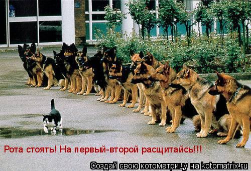 Рота стоять! На первый-второй расщитайсь!!!... Котоматрица: Рота стоять! На первый-второй расщитайсь!!!