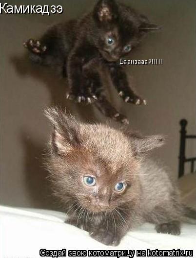 Камикадзэ Баанзааай!!!!!... Котоматрица: Камикадзэ Баанзааай!!!!!