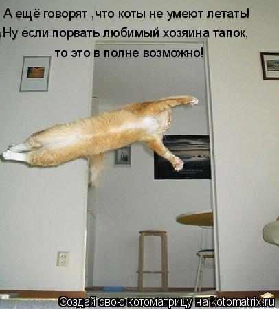 Котоматрица: А ещё говорят ,что коты не умеют летать! Ну если порвать любимый хозяина тапок, то это в полне возможно!