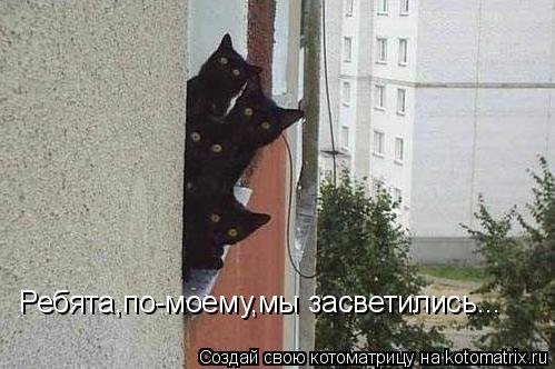 Ребята,по-моему,мы засветились...... Котоматрица: Ребята,по-моему,мы засветились...