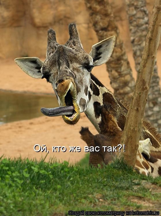 Ой, кто же вас так?!... Котоматрица: Ой, кто же вас так?!
