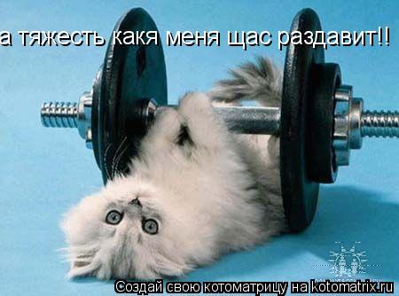 а тяжесть какя меня щас раздавит!!... Котоматрица: а тяжесть какя меня щас раздавит!!