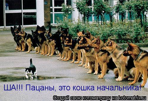 ША!!! Пацаны, это кошка начальника!... Котоматрица: ША!!! Пацаны, это кошка начальника!