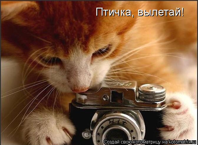 Птичка, вылетай!... Котоматрица: Птичка, вылетай!