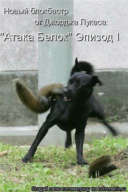 Новый блокбастр от Джорджа Лукаса: "Атака Белок" Эпизод I... Котоматрица: Новый блокбастр от Джорджа Лукаса: "Атака Белок" Эпизод I
