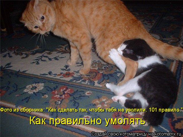 Котоматрица: Фото из сборника: "Как сделать так, чтобы тебя не уволили. 101 правило." Как правильно умолять