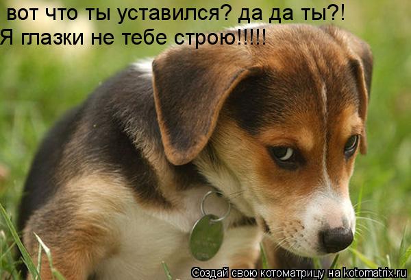 вот что ты уставился? да да ты?! Я глазки не тебе строю!!!!!... Котоматрица: вот что ты уставился? да да ты?! Я глазки не тебе строю!!!!!