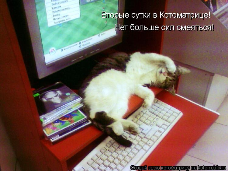 Вторые сутки в Котоматрице! Нет больше сил смеяться!... Котоматрица: Вторые сутки в Котоматрице! Нет больше сил смеяться!