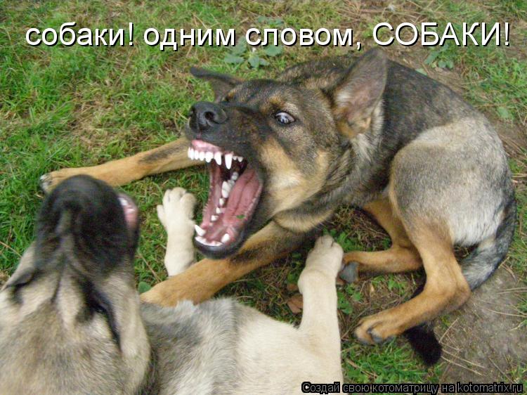 собаки! одним словом, СОБАКИ!... Котоматрица: собаки! одним словом, СОБАКИ!