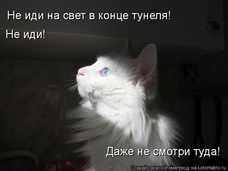 Не иди на свет в конце тунеля! Даже не смотри туда! Не иди!... Котоматрица: Не иди на свет в конце тунеля! Даже не смотри туда! Не иди!