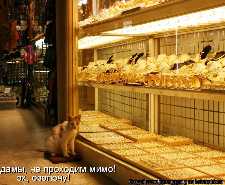 дамы, не проходим мимо! эх, озолочу!... Котоматрица: дамы, не проходим мимо! эх, озолочу!
