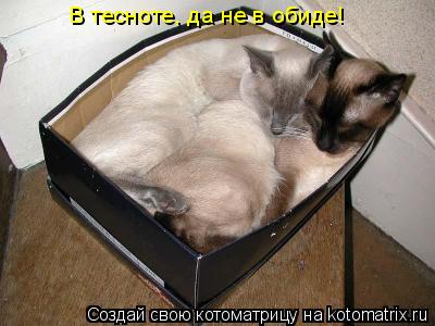 В тесноте, да не в обиде!... Котоматрица: В тесноте, да не в обиде!
