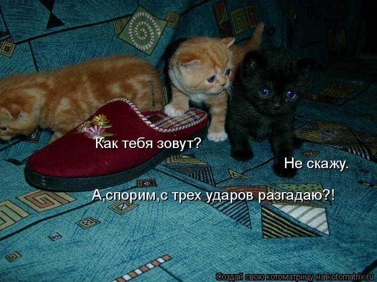 Как тебя зовут? Не скажу. А,спорим,с трех ударов разгадаю?!... Котоматрица: Как тебя зовут? Не скажу. А,спорим,с трех ударов разгадаю?!