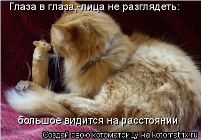 Глаза в глаза,-лица не разглядеть: большое видится на расстоянии... Котоматрица: Глаза в глаза,-лица не разглядеть: большое видится на расстоянии