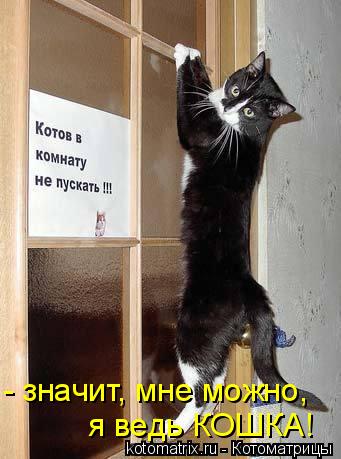 - значит, мне можно, я ведь КОШКА!... Котоматрица: - значит, мне можно, я ведь КОШКА!