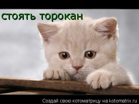 стоять торокан... Котоматрица: стоять торокан